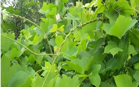 七夕寵妻狂魔就選它！二月風(fēng)雙有機野生葛根粉，健康又有文化味 