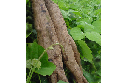 長(zhǎng)期吃葛粉是養(yǎng)生還是傷身？科學(xué)解讀它的三大益處，讓你吃得更明白！