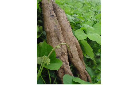 正宗的野生葛根粉，本質(zhì)是淀粉嗎？探秘千年本草中的自然饋贈