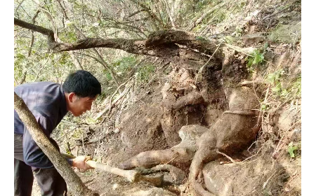 藏在隨州深山里的自然饋禮：二月風有機野生葛根粉，守護孩子純粹成長